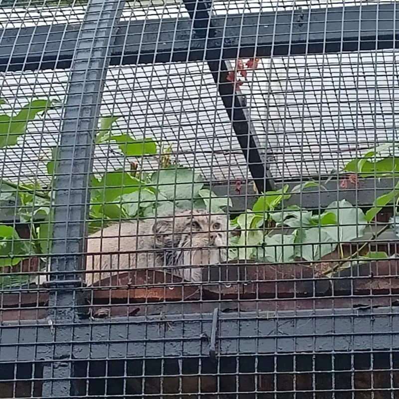 マヌルネコの写真