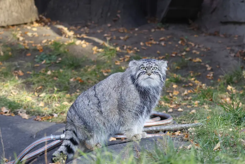 モスクワ動物園のティモフェイの写真