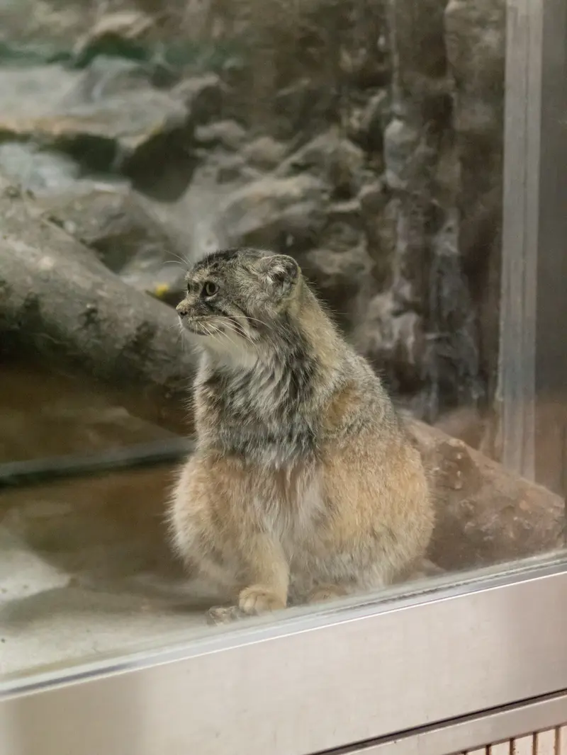 恩賜上野動物園のプリームラの写真
