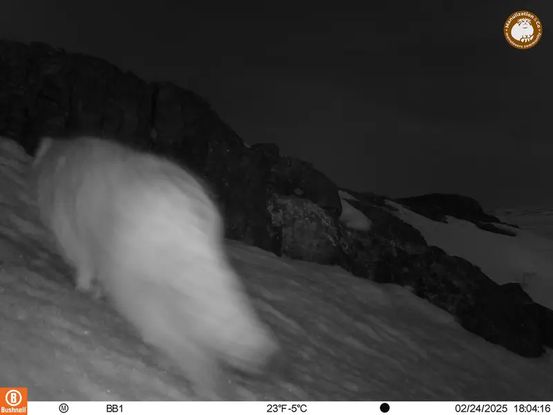 アクタス＝クンコラ［新］カメラトラップで撮影したOtocolobus manul manulの写真