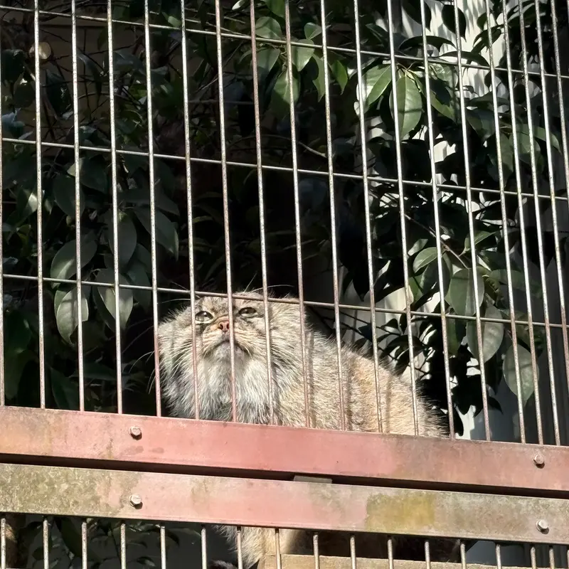 東山動植物園のエルの写真