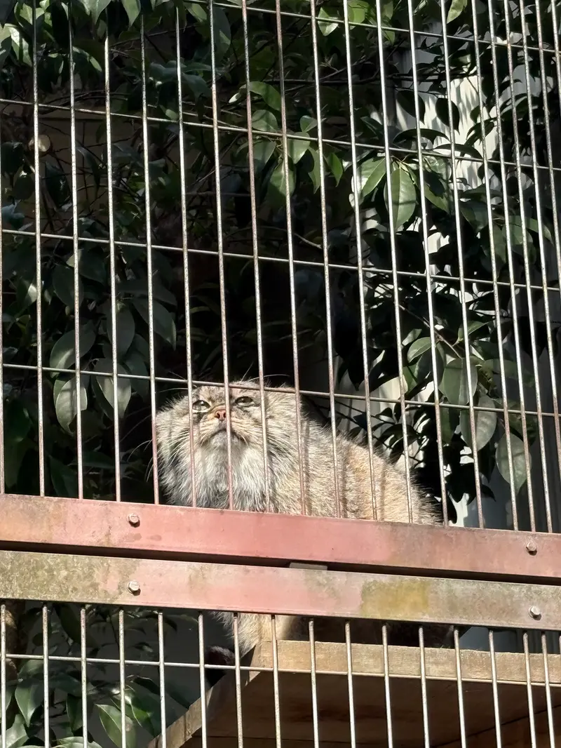 東山動植物園のエルの写真