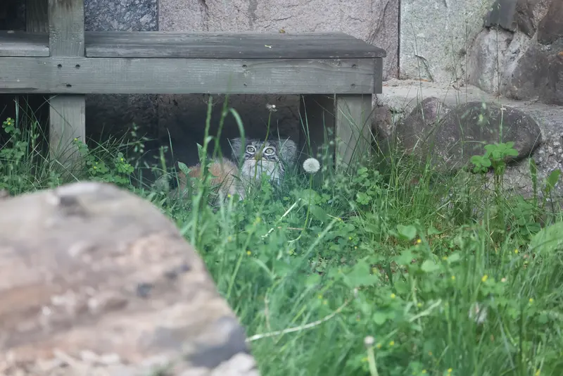 モスクワ動物園のティモフェイの写真