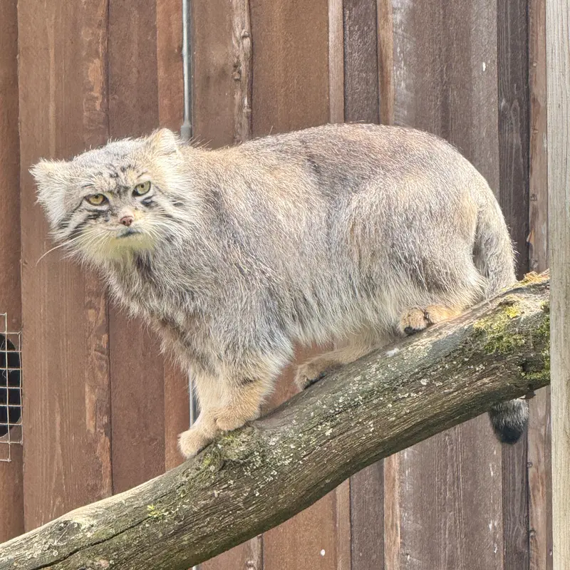 タリン動物園のマヌルネコの写真