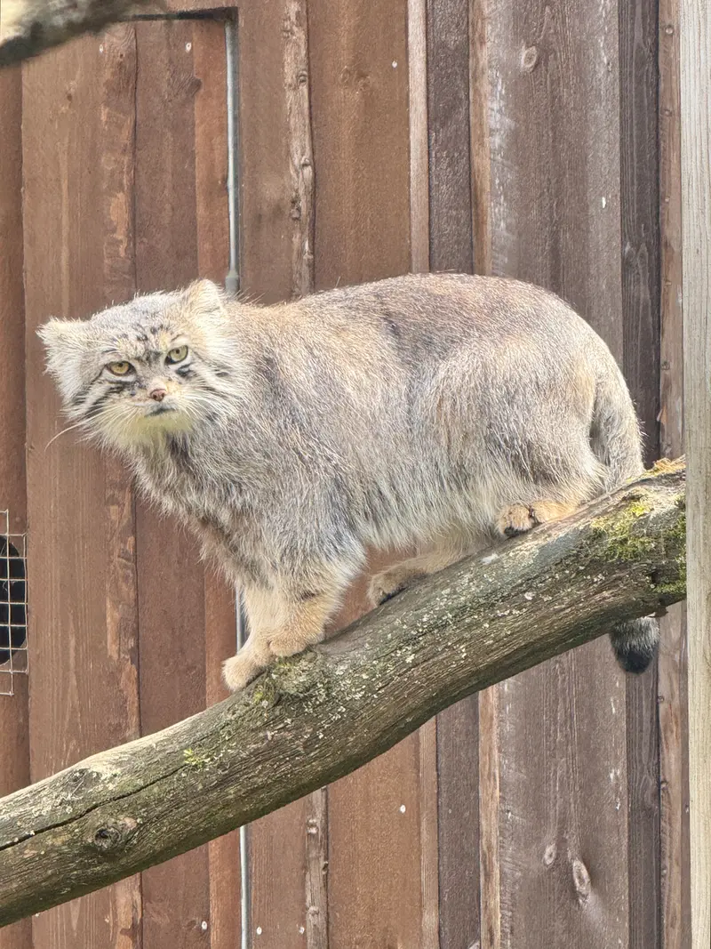 タリン動物園のマヌルネコの写真