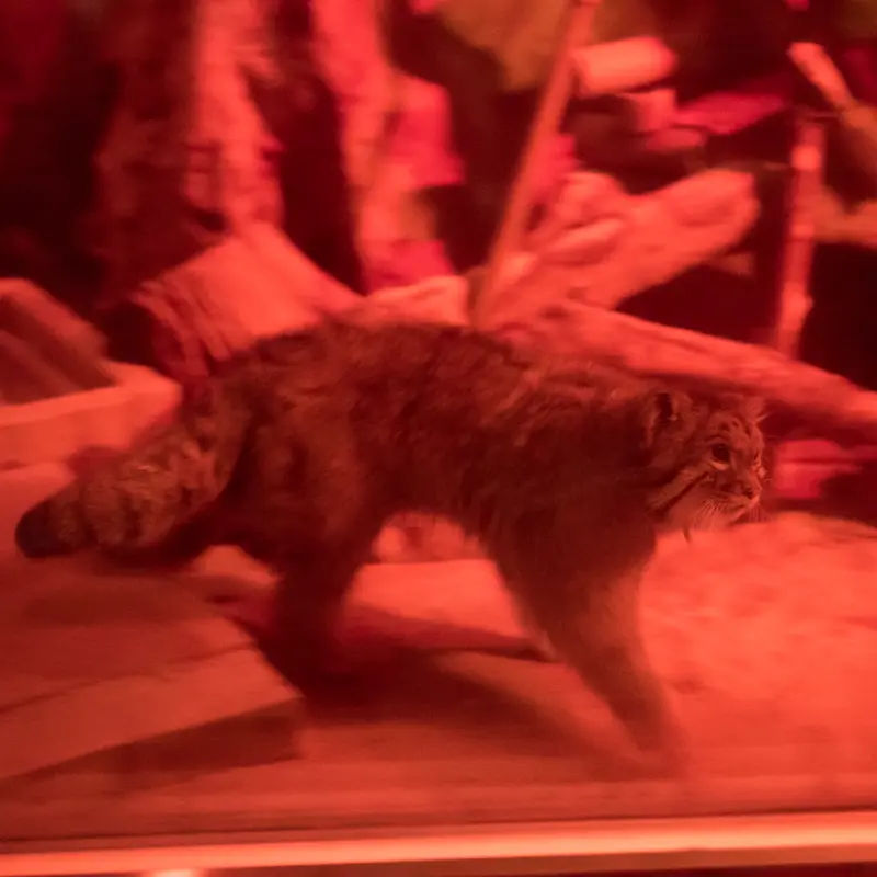 恩賜上野動物園のナイマの写真