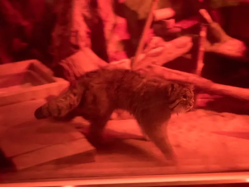 恩賜上野動物園のナイマの写真