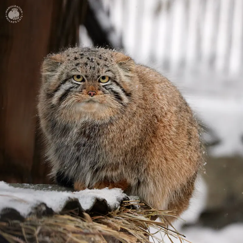 ノヴォシビルスク動物園のヴィオレッタの写真