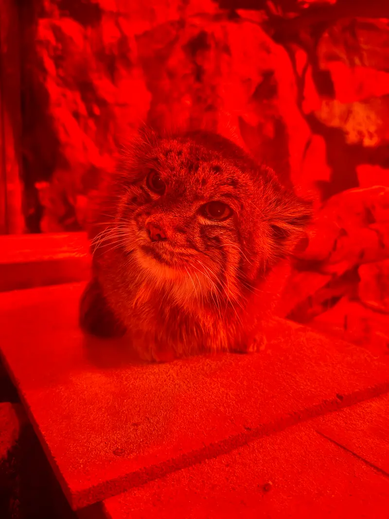 恩賜上野動物園のナイマの写真