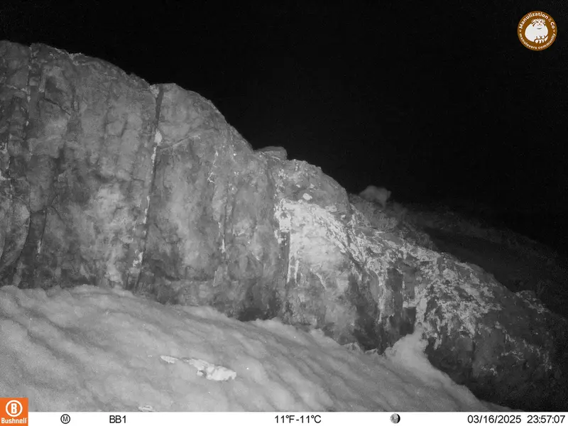 アクタス＝クンコラ［新］カメラトラップで撮影したOtocolobus manul manulの写真