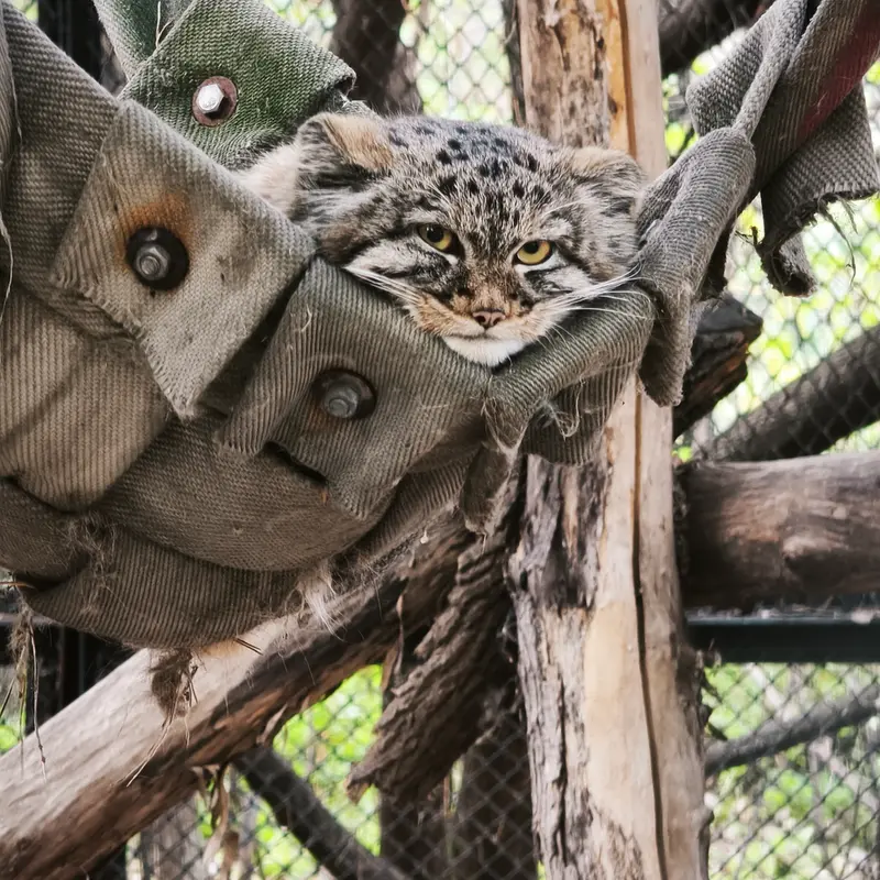 ノヴォシビルスク動物園のアデルの息子（2026年生まれ）Ⅲの写真