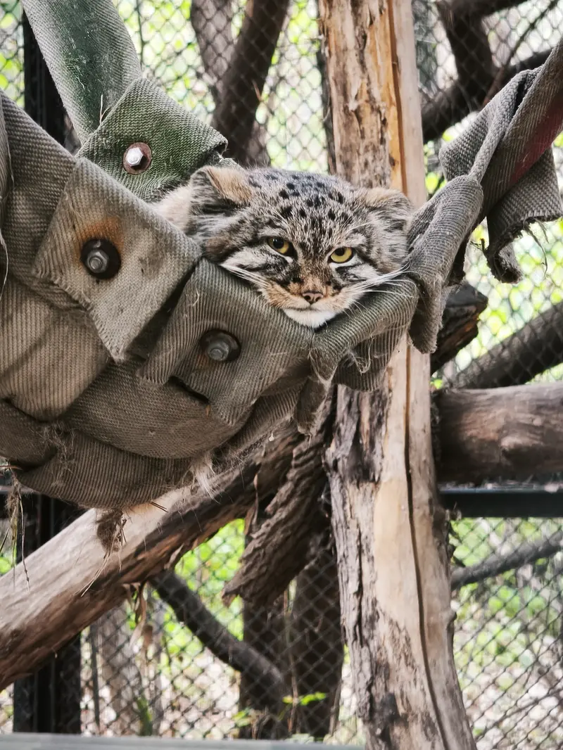 ノヴォシビルスク動物園のアデルの息子（2026年生まれ）Ⅲの写真