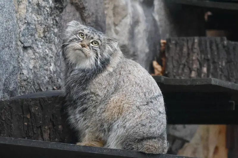 モスクワ動物園のティモフェイの写真