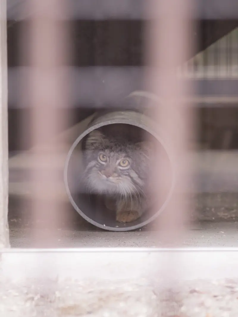 野毛山動物園のフィーガの写真
