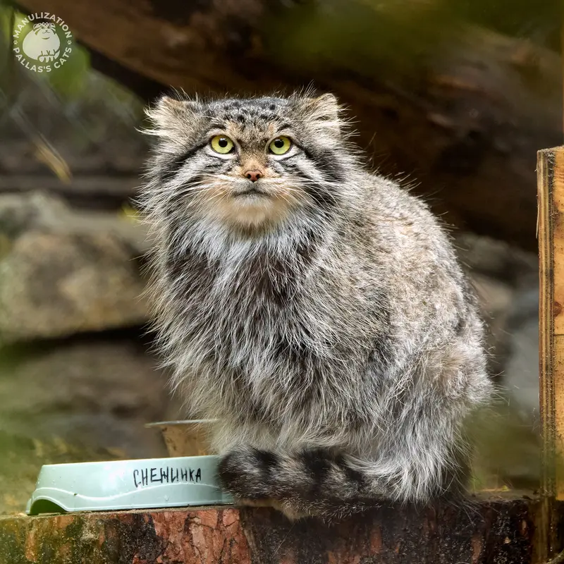 ノヴォシビルスク動物園のスネジンカの写真