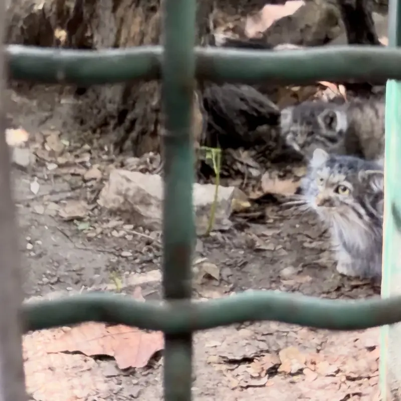 ブダペスト動物園＆植物園のマヌルネコの写真