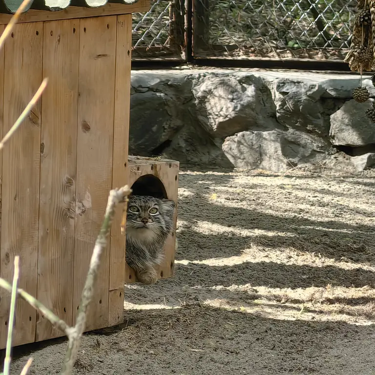 ノヴォシビルスク動物園のスネジャナの写真