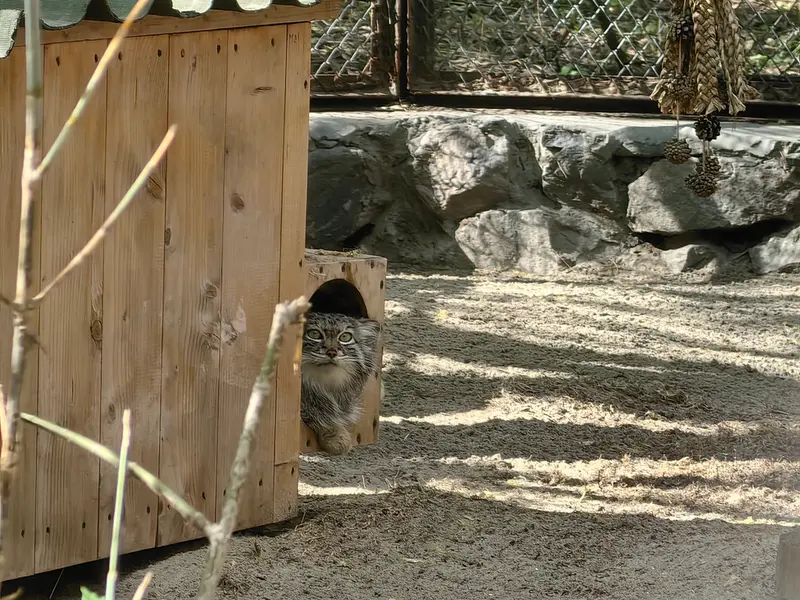 ノヴォシビルスク動物園のスネジャナの写真