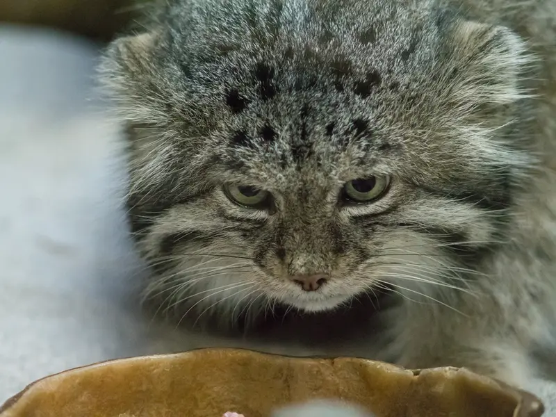 恩賜上野動物園のクリョンの写真