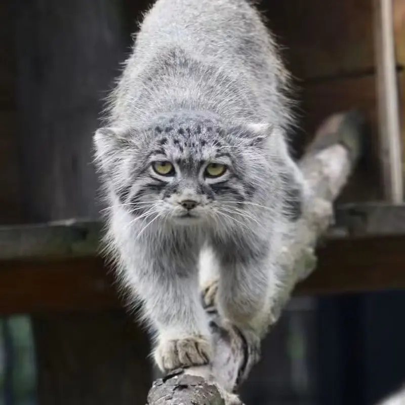 バイオ・トピア・ダンケルクのマヌルネコの写真