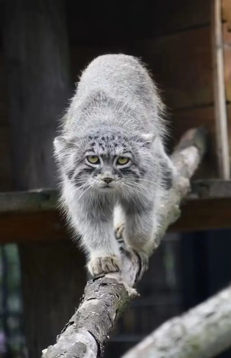 バイオ・トピア・ダンケルクのマヌルネコの写真