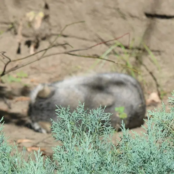 モスクワ動物園のマヌルネコの写真