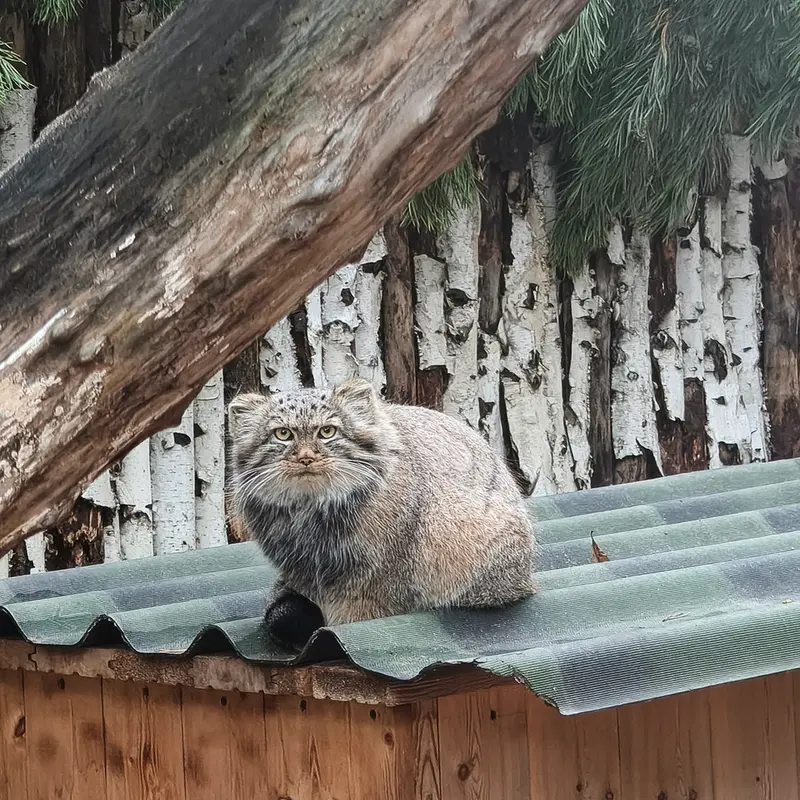 ノヴォシビルスク動物園のロロの娘 b.2026 Ⅰの写真