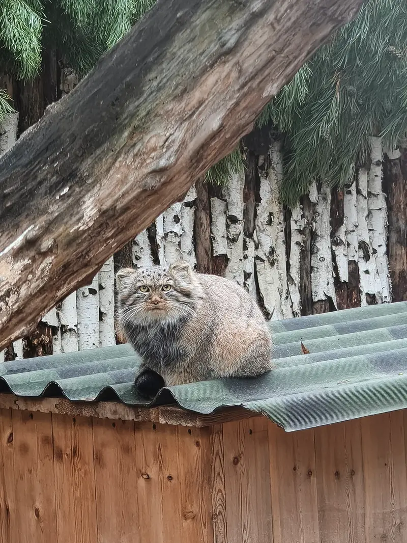 ノヴォシビルスク動物園のマヌルネコの写真