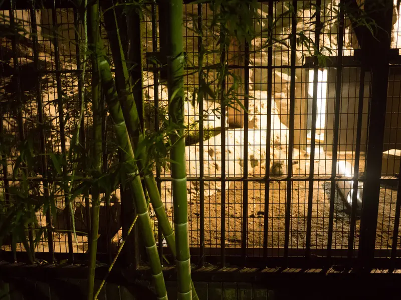野毛山動物園のフィーガの写真