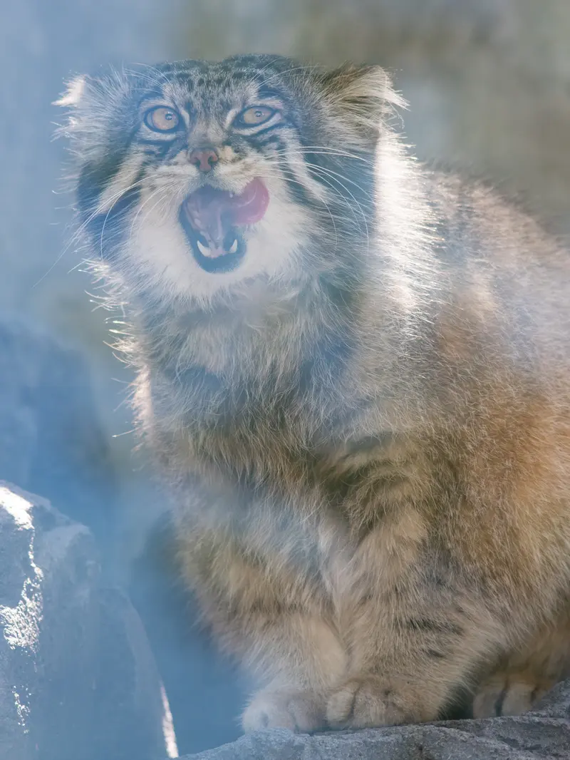旭山動物園のグルーシャの写真