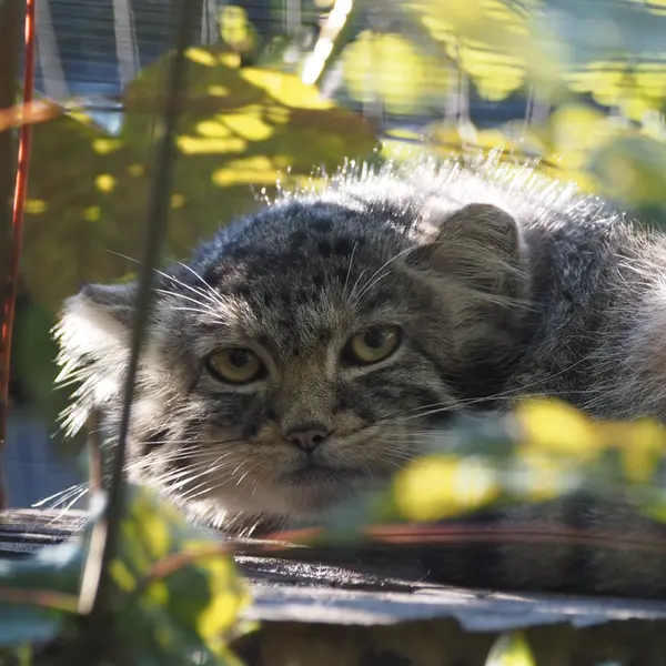 グダニスク動物園のアルタイの写真