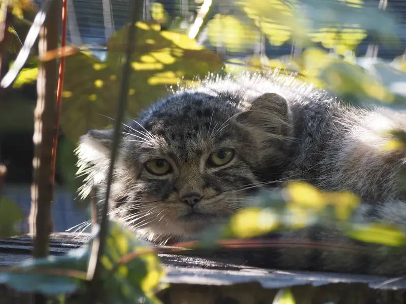 グダニスク動物園のアルタイの写真