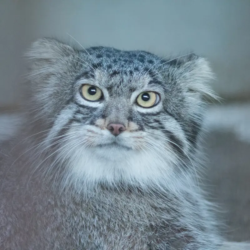 野毛山動物園のフィーガの写真