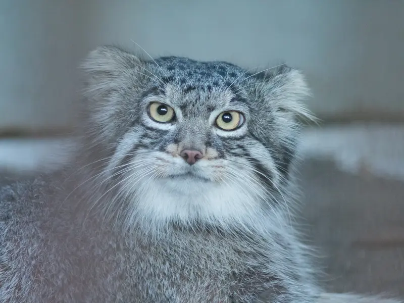 野毛山動物園のフィーガの写真