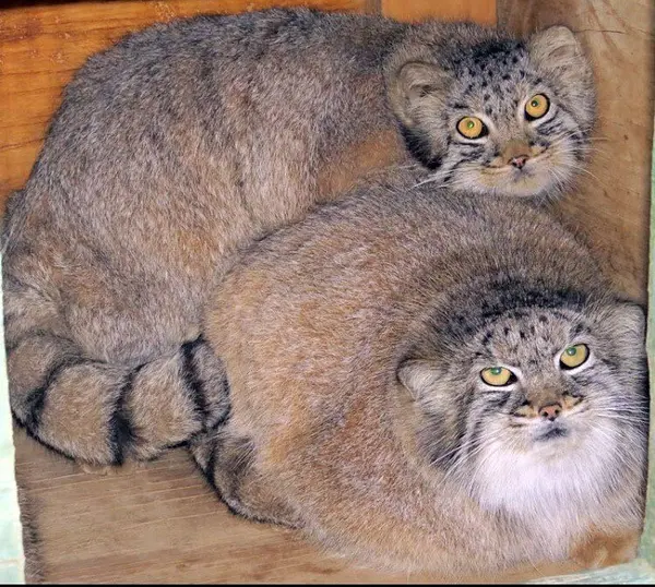 キャット・ハウスのミンカとティリオンの写真