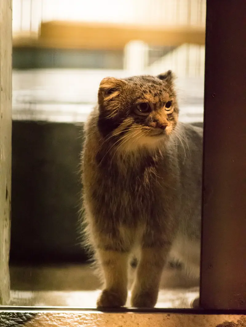 野毛山動物園のフィーガの写真