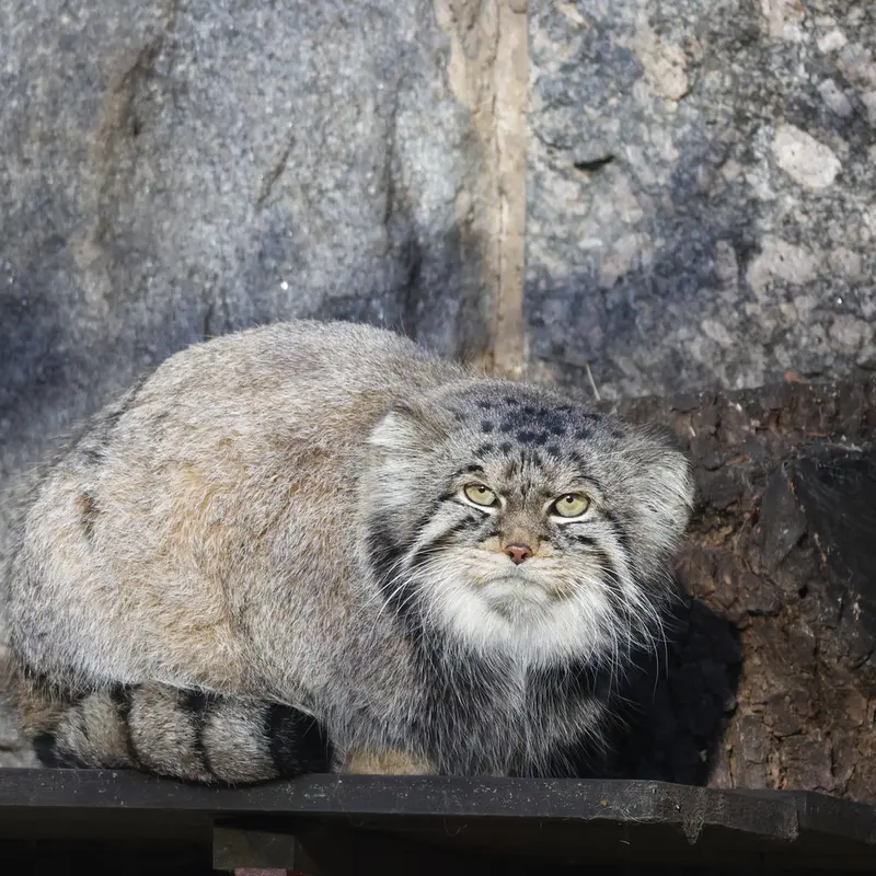 モスクワ動物園のティモフェイの写真