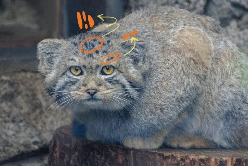 レニングラード動物園のアイデンの写真
