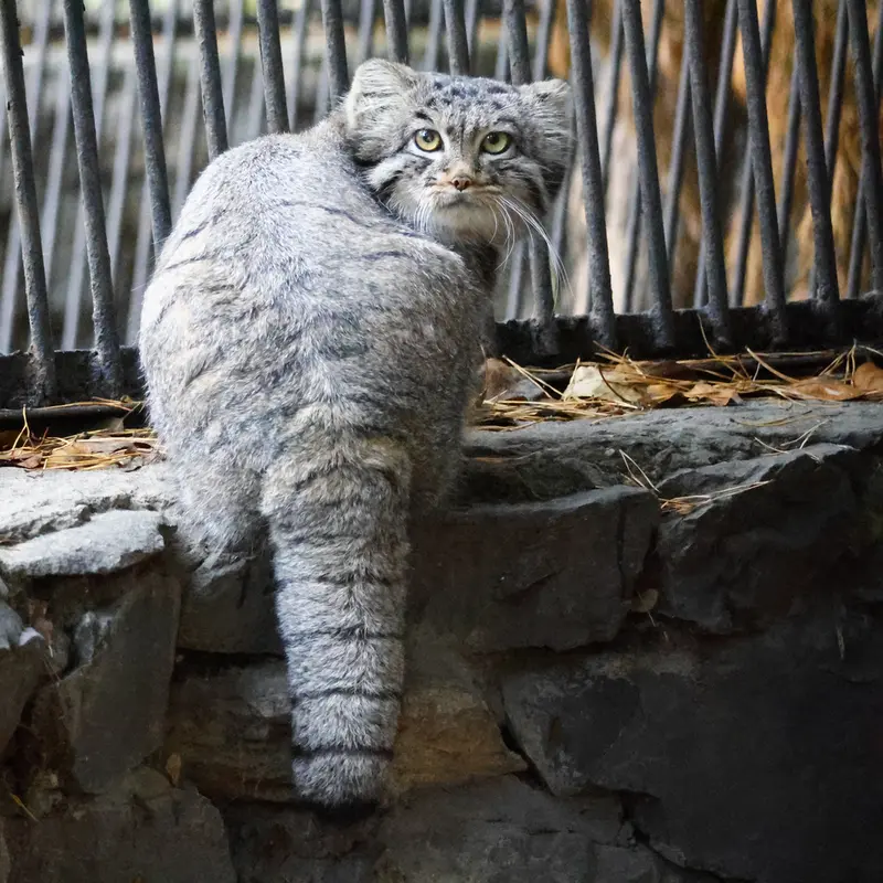 ノヴォシビルスク動物園のカトゥンの写真