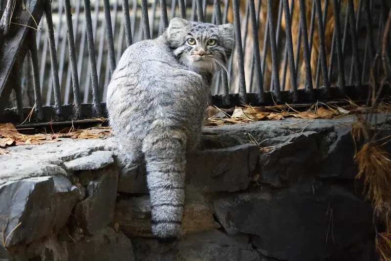 ノヴォシビルスク動物園のカトゥンの写真