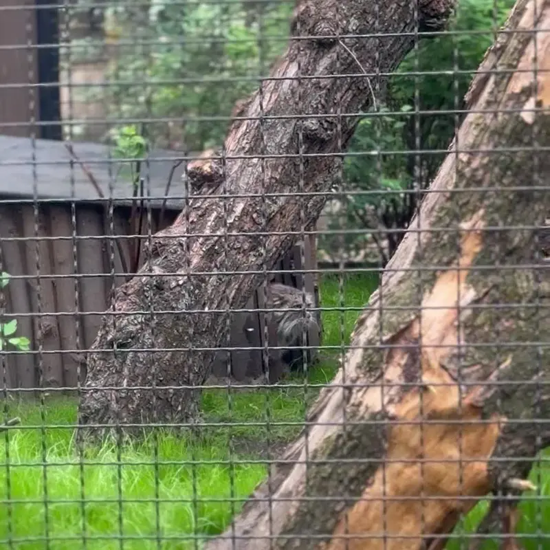ワルシャワ動物園のマヌルネコの写真