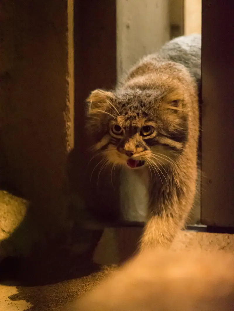 野毛山動物園のフィーガの写真