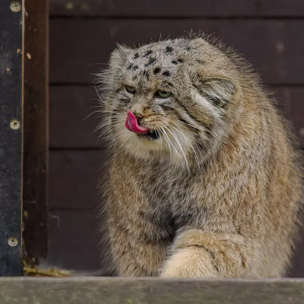 ブルノ動物園のムズタウの写真