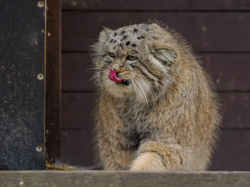 ブルノ動物園のムズタウの写真