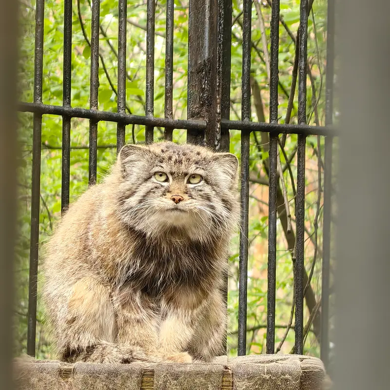 ノヴォシビルスク動物園のシルヴェスターの写真