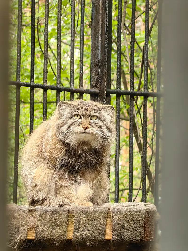 ノヴォシビルスク動物園のシルヴェスターの写真