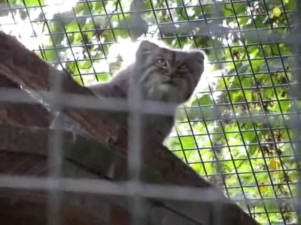 ザールブリュッケン動物園のカール・ハインツの動画