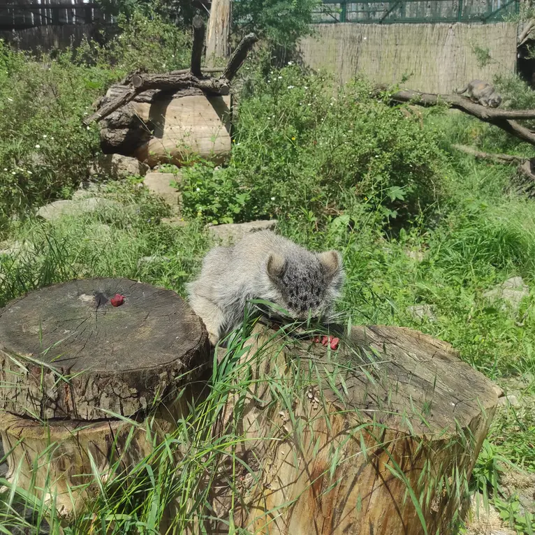 ヴロツワフ動物園のザリナの写真