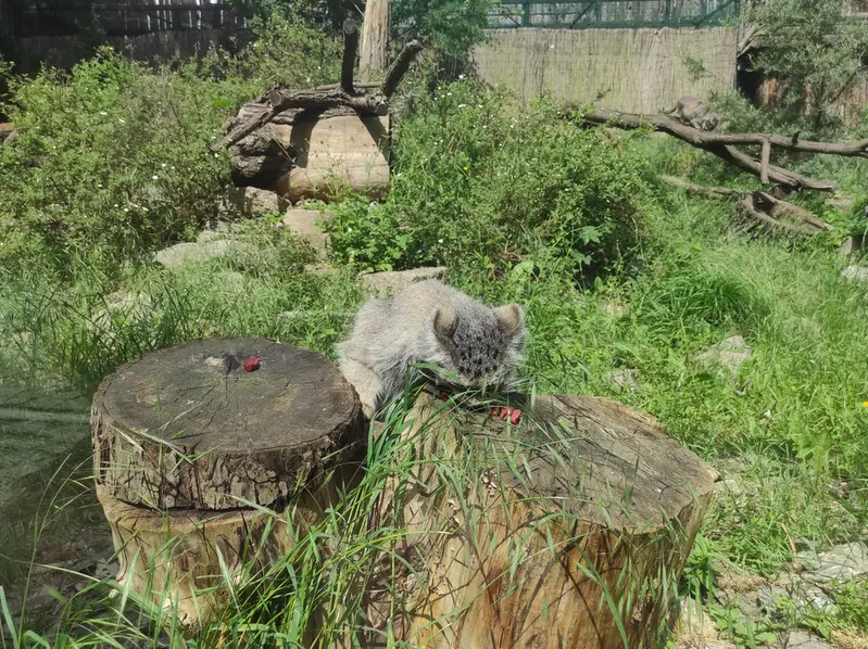 ヴロツワフ動物園のザリナの写真