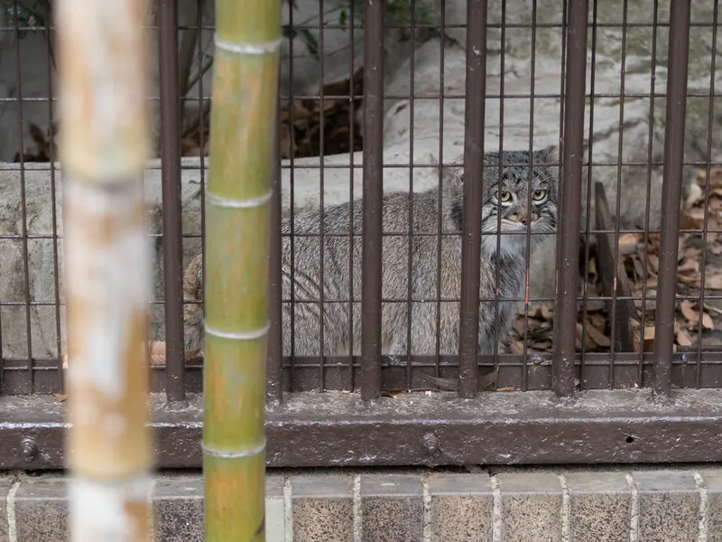 野毛山動物園のフィーガの写真